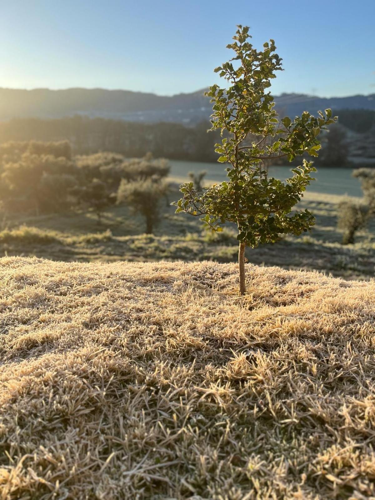 Quinta Dos Cedros L Turismo Rural โกวิลา ภายนอก รูปภาพ