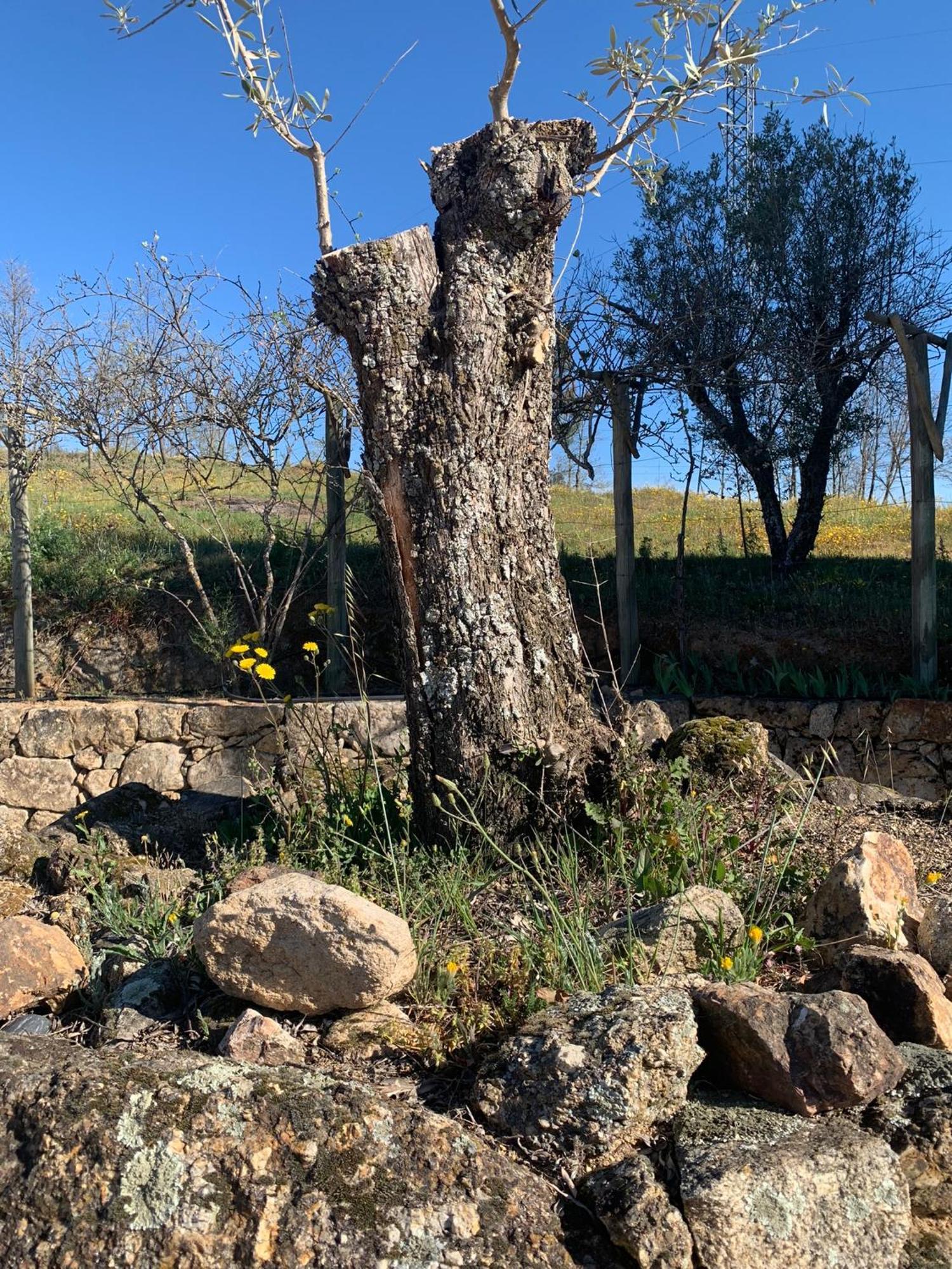 Quinta Dos Cedros L Turismo Rural โกวิลา ภายนอก รูปภาพ